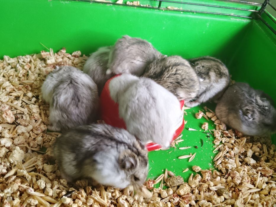 Джунгарский хомяк