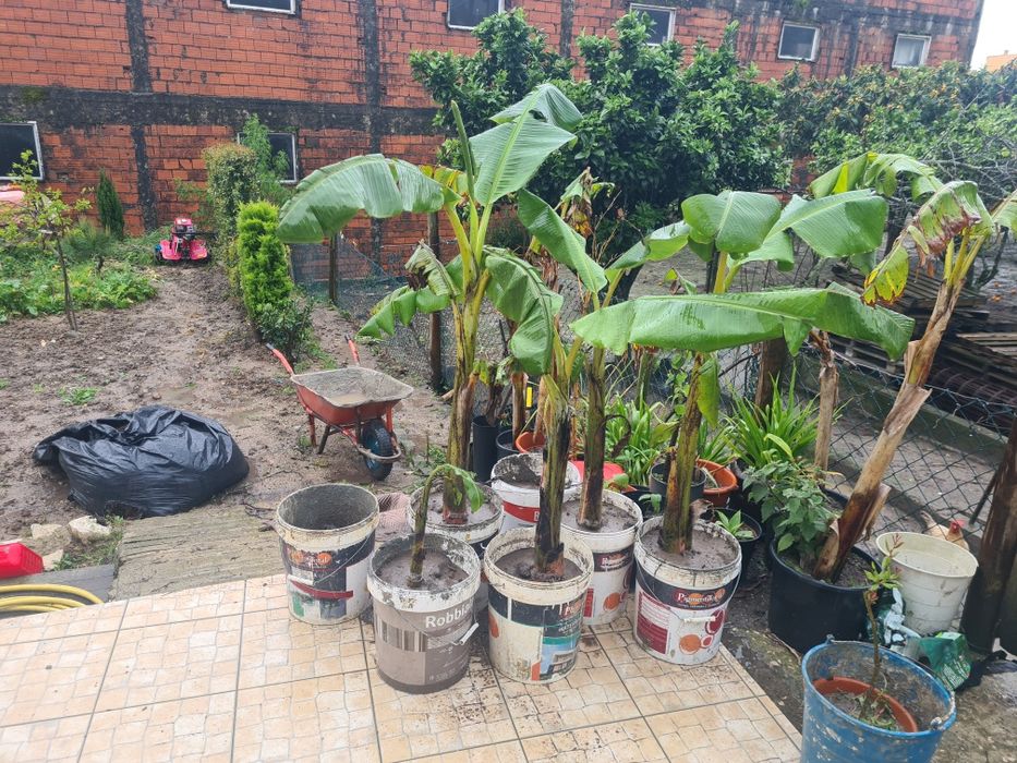 Bananeiras otima qualidade de todos os tamanhos