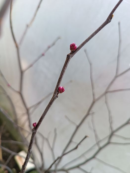 Judaszowiec kanadyjski