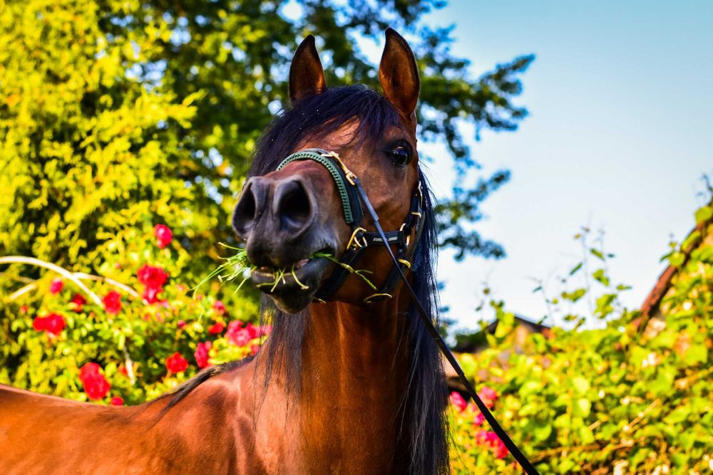 Wałach arabski 7-letni, ujeżdżony, gniady