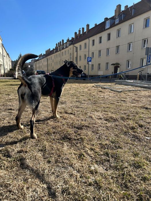 Słodka Bella szuka domu
