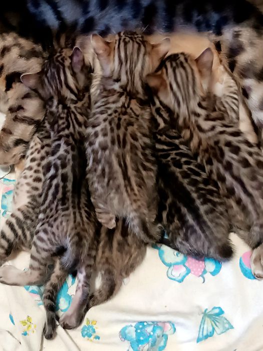 Бенгальські кошенята