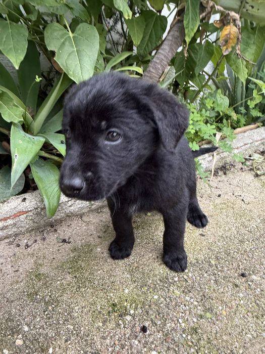 Labrador Preto 2 meses