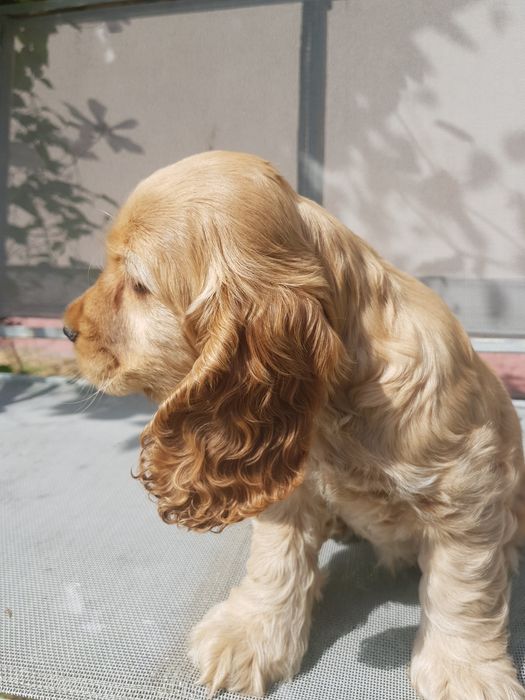 Suczka Cocker Spaniel Angielski