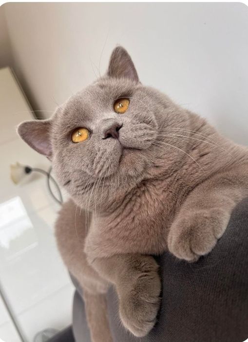 Kocur Brytyjski reproduktor grupa krwi B