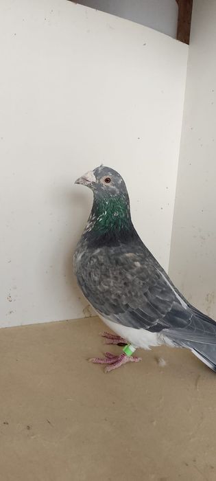 Sprzedam pocztowe samczyki