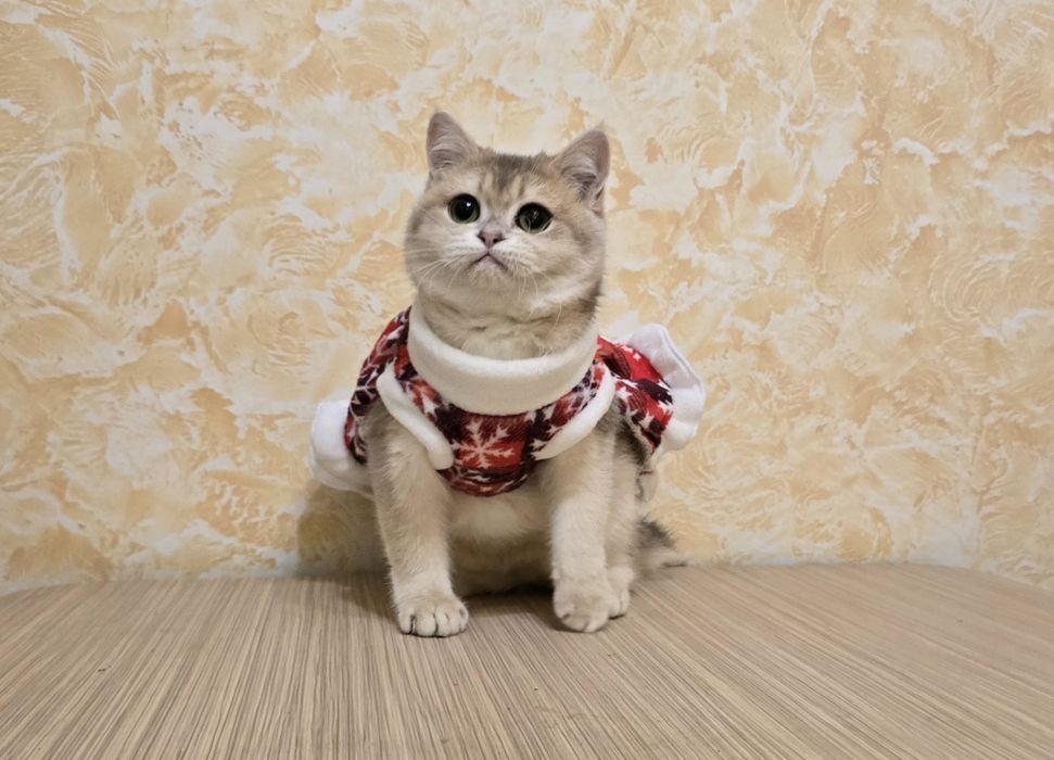 Кому шотландскую снегурочку?