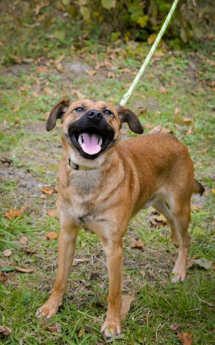 Młody aktywny psiak szuka domu