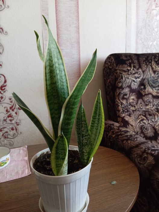 Продам кімнату рослину