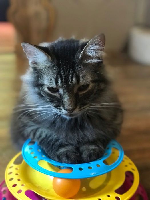 Молоді стерилізовані котики та кицьки