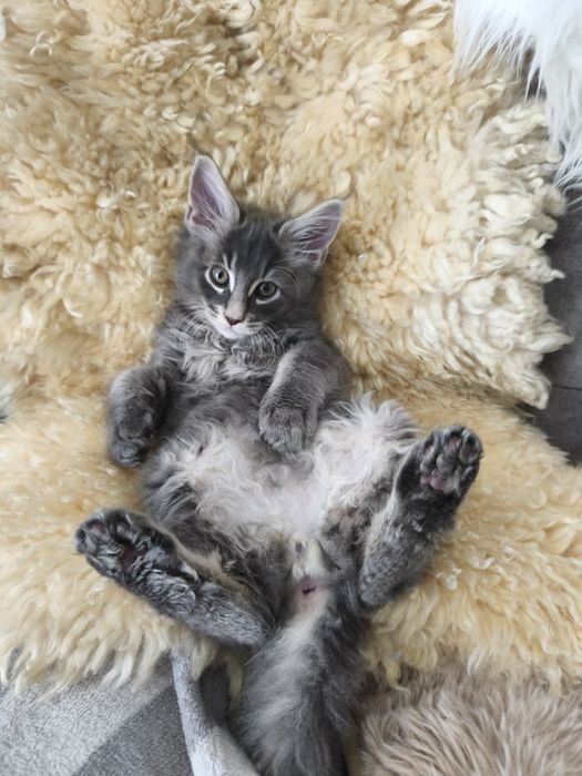 Axel Maine coon niebieski