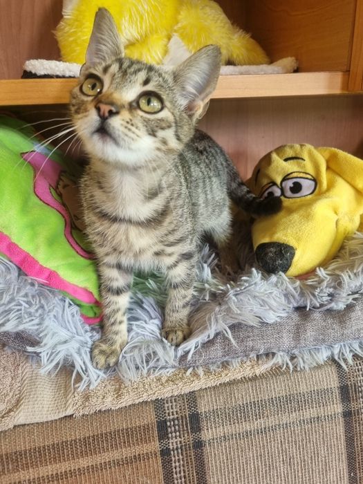 Malutki  kocurek Józio do adopcji