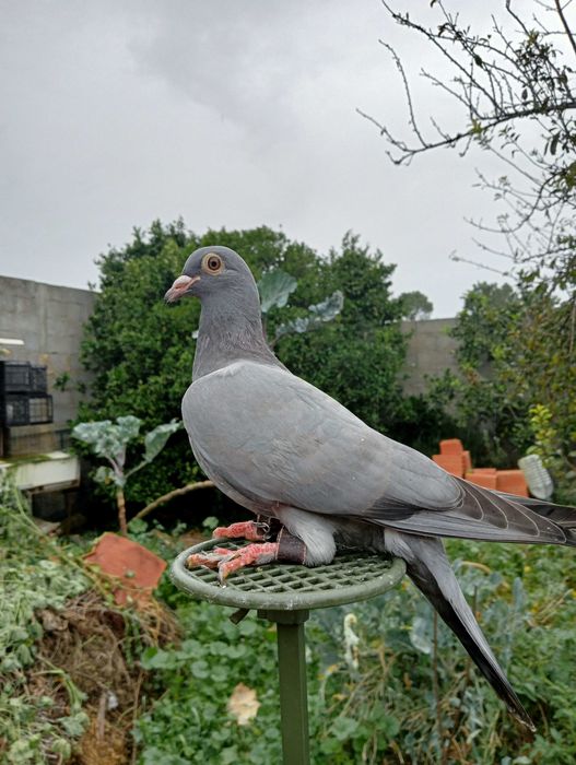 Pombos negaça azuis de gascogne (franceses)