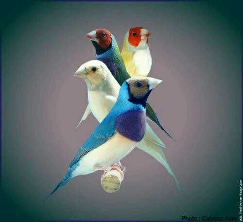 Troco 300 diamantes gould