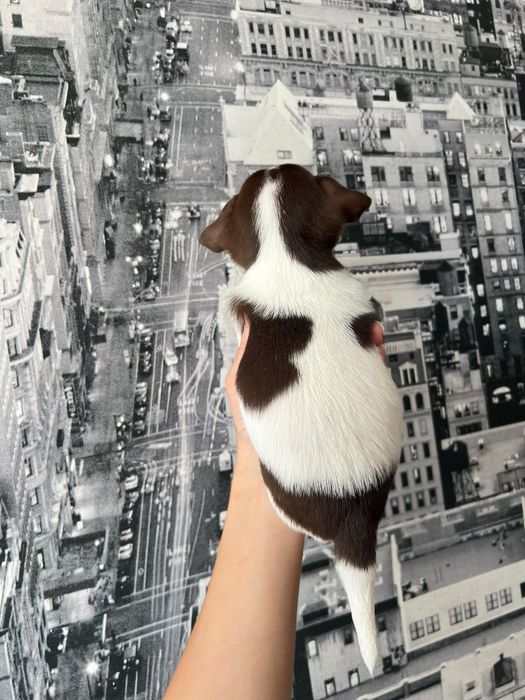 Chihuahua  Mini. Menino de olhos Verdes . Branco e chocolate Cabeça maçã.