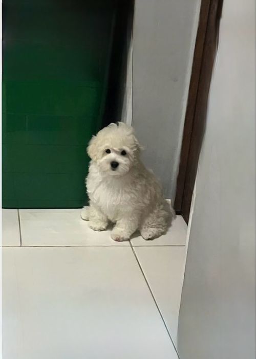 Цуценята Мальтіпу F1.,