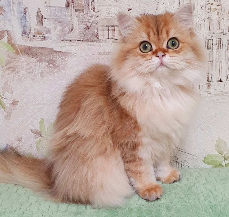 Шикарная девица золотая шиншила