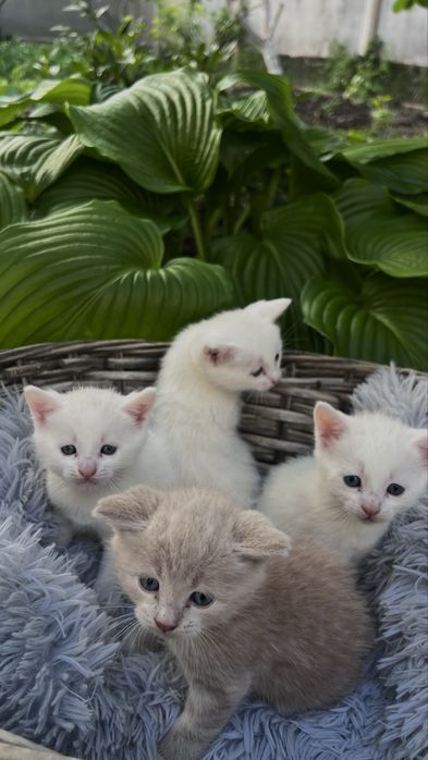 Котята ищут любящий дом