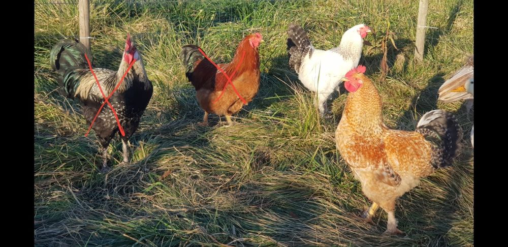 Mam na sprzedaż koguty