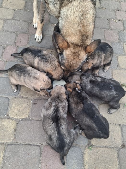Продам у хороші руки  цуценят