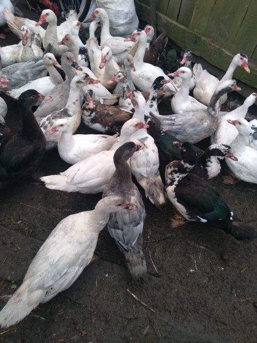 Продам качок шипунів