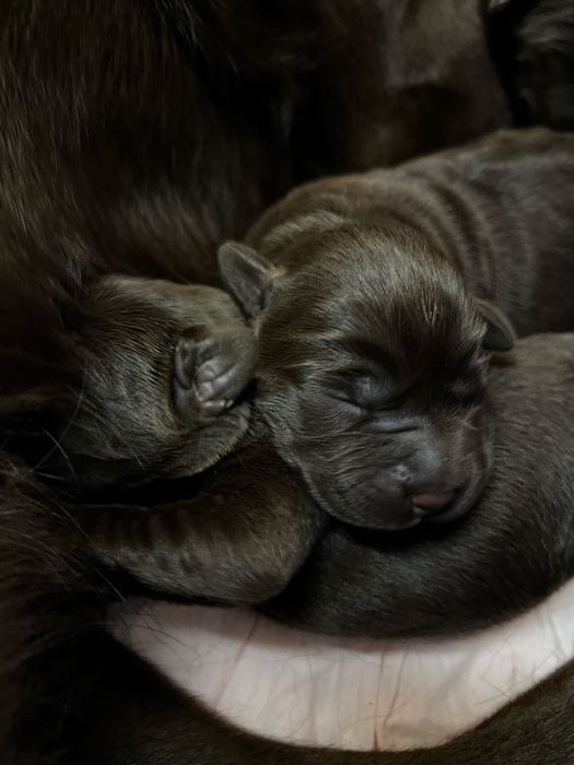Цуценята лабрадор ретривер шоколад