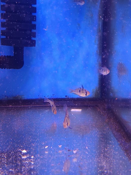 Ramirezi german Blue