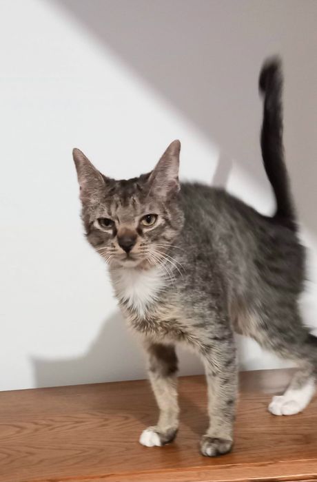 Kotek Simba szuka swojego domku na zawsze