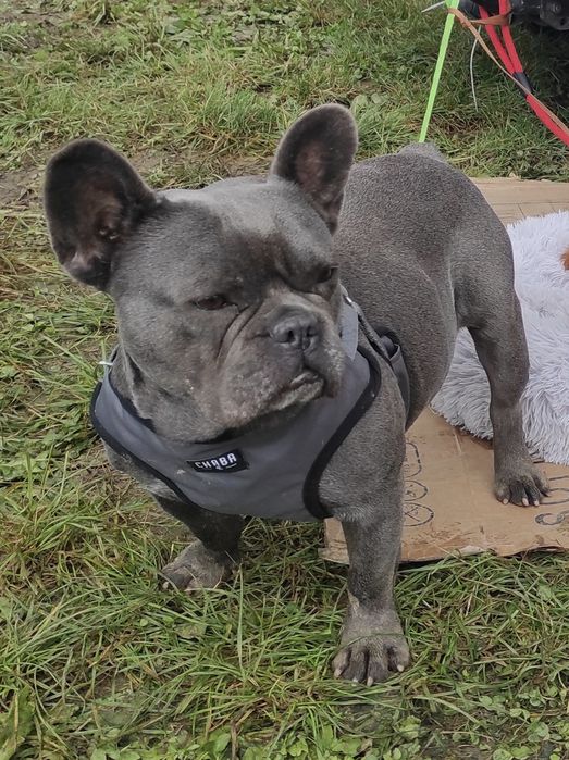 Buldog francuski reproduktor blue niebieski krycie