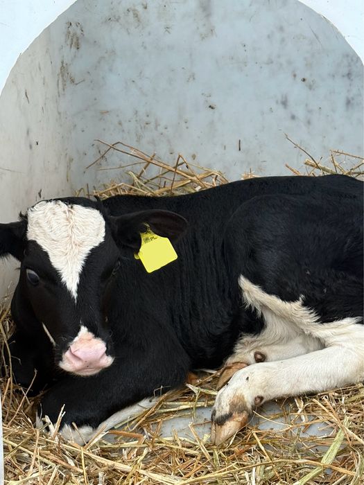 Sprzedam młode byki