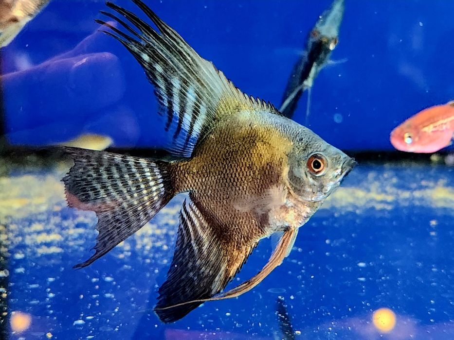 Pinoy Angelfish Live Tropical Fish For Sale Online Philippine Blue