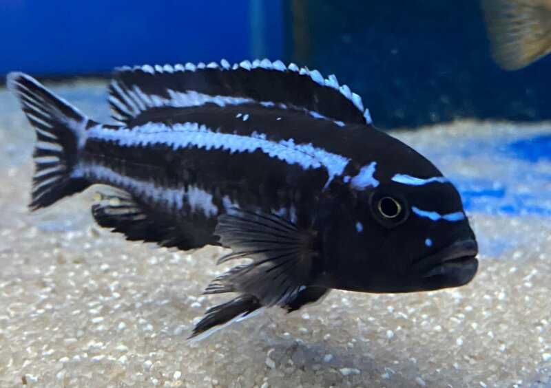 Maingano Ciclídeo Africano Malawi