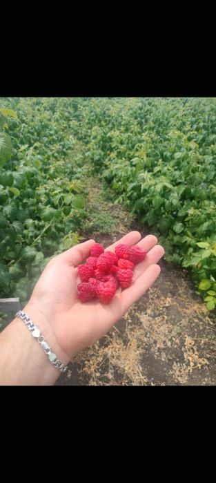 Продаю саджанці малини Джоан Джей (Joan J)