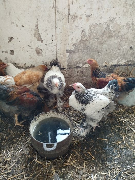 Kogut, koguty młode brahma olbrzymia