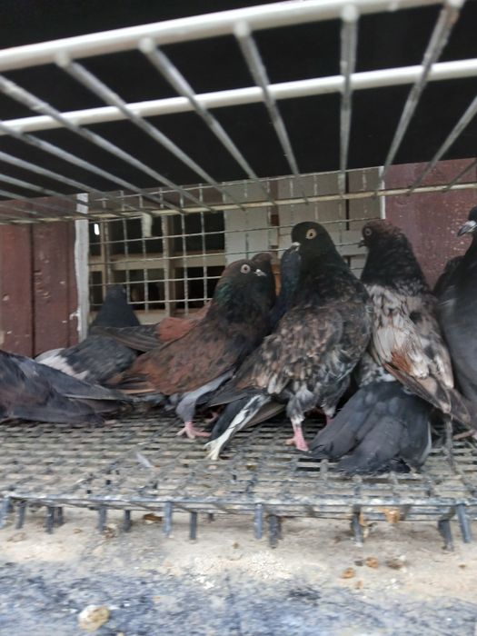 Gołębie kierowogradzkie