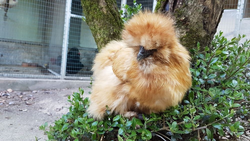 Ovos  e pintos de sedosas do Japão
