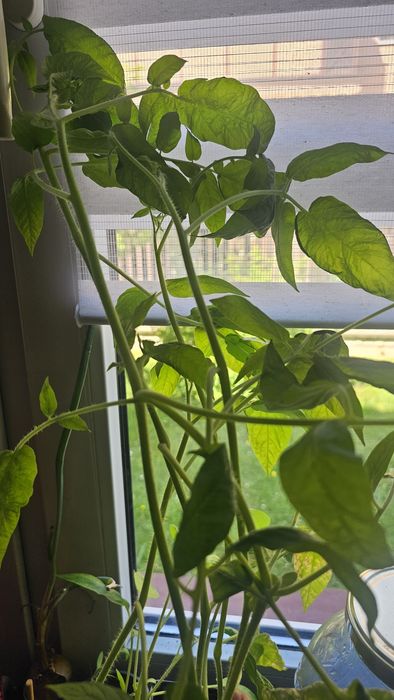 Oddam w dobre ręce sadzonki pomidorów