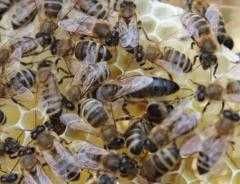 Продам бджолосім*ї