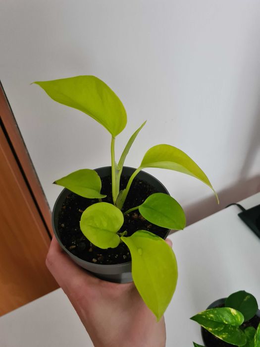 Epipremnum złociste i golden pothos