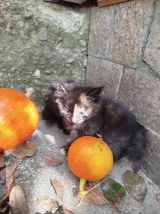 котинята 2 місячні