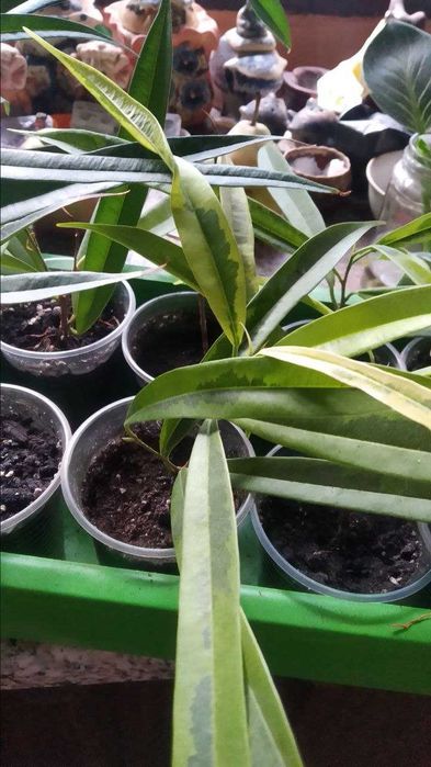 Фикусы лирата,али обычный и  вариегатный, триангулярис,мелани