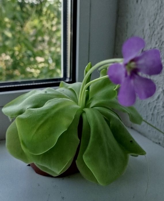 Жирянка (Товстянка) Хижа комахоїдна рослина