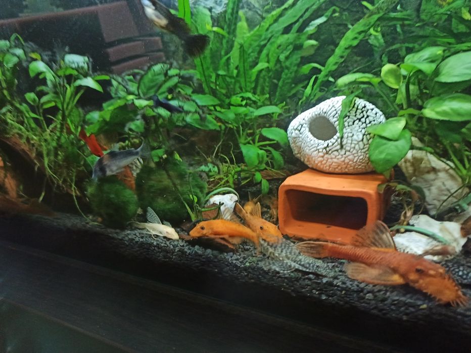 Ancistrus Red zbrojnik czerwony