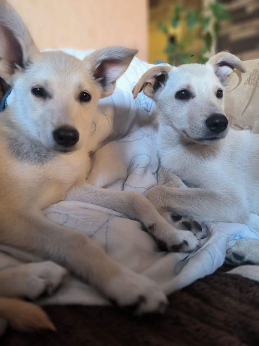 Ларс і Лорна шукають родини