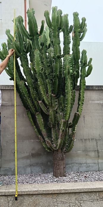 Vendo cacto heuphorbia