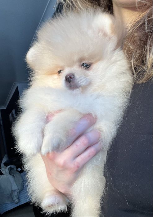 Lulu da pomerânia Fêmea com LOP, pronta para entrega