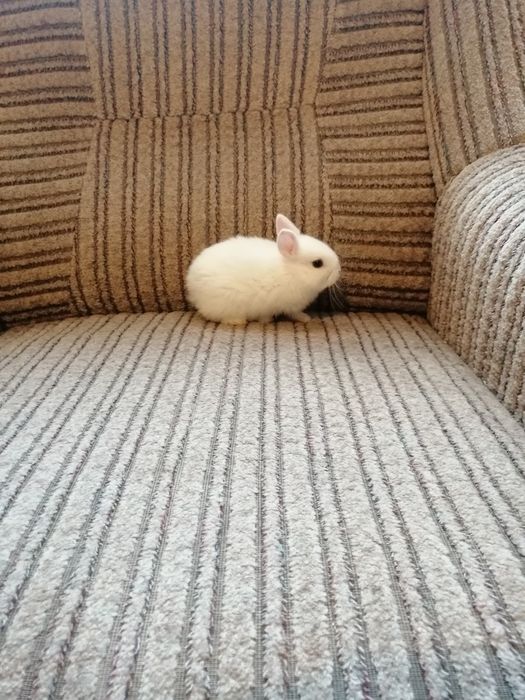 Króliczki karzełki Teddy, Hermelin niebieskooki, gładki