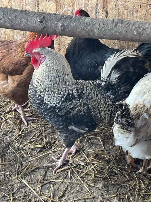 Koguty mieszance z wlasnej hodowli