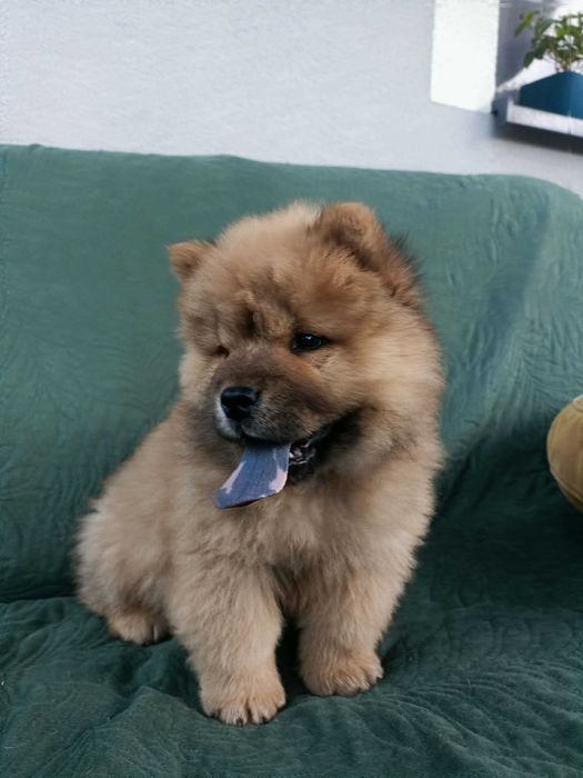 Wzorcowy Chow Chow piękny exterrier psy rodzice FCI