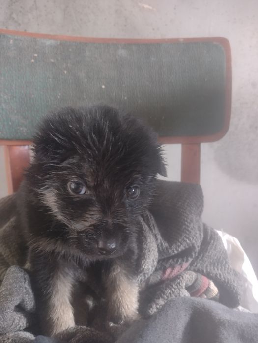 Цуценя в добрі руки